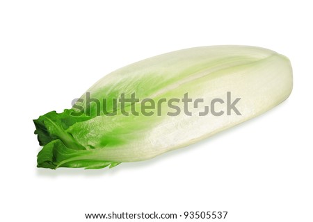 White Chicory