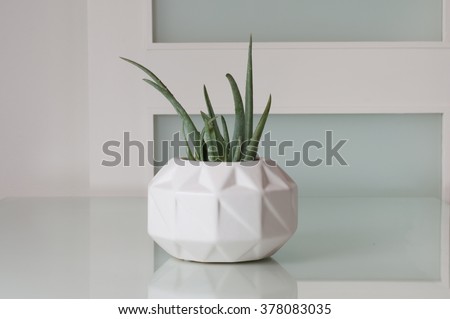 A green succulent, in a white, modern vase, sitting on a white, glass tabletop.