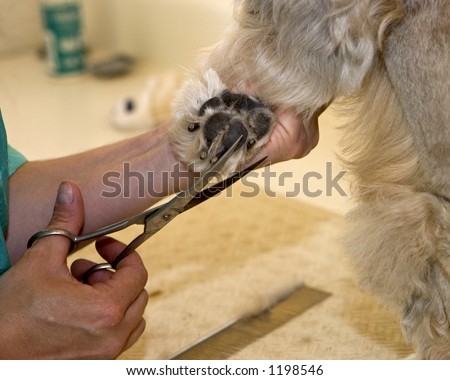 Trimming the hair around a dog\'s paw