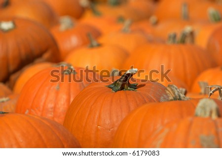 Pumpkins with one stem as focal point
