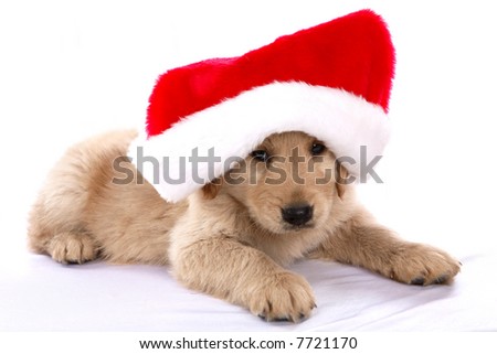 golden retriever puppy. stock photo : Golden Retriever