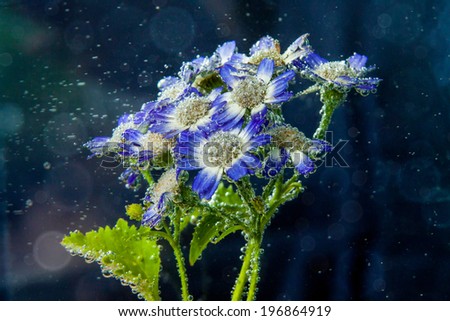 Chamomile flowers in water with bubbles on blue background