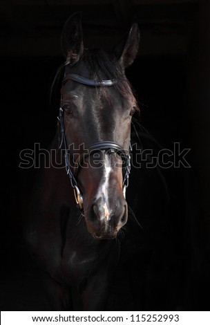 Portrait a beautiful bay (brown) horse