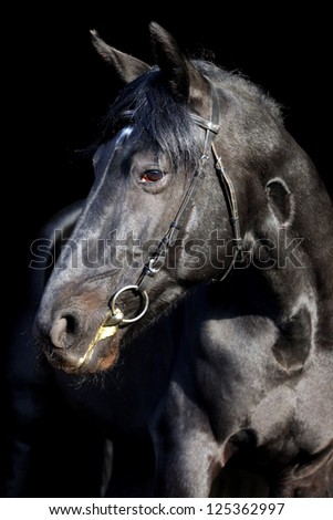 Black Thoroughbred horse in dark stable