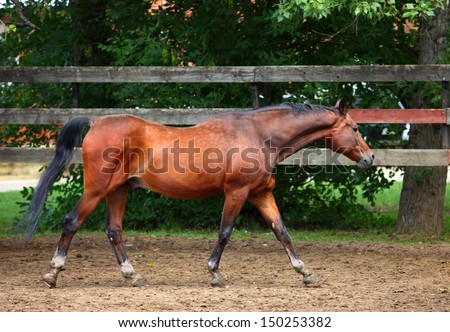 Andalusian horse walking on paddock