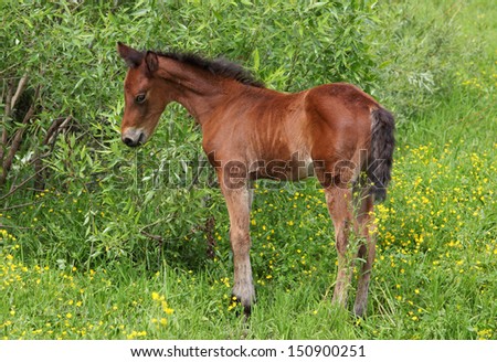 Baby horse walking on spring meadow