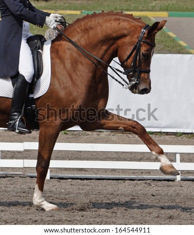 Dressage: portrait of bay horse on sports arena background