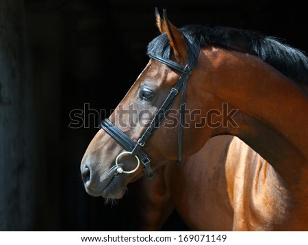Race horse on the dark background, studio shot