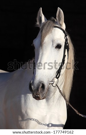 A white horse facing the camera, full in the frame
