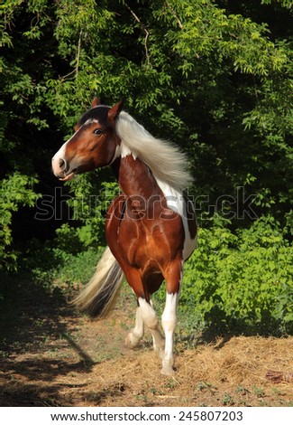 Tinker Pony horse - galloping in bushes
