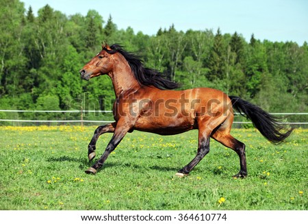 Purebred horse galloping across a green summer corral