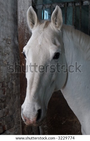 http://image.shutterstock.com/display_pic_with_logo/5423/5423,1178292228,2/stock-photo-white-horse-in-stable-3229774.jpg