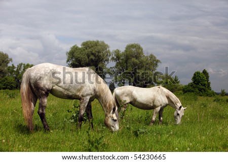 Two white horses in pasture