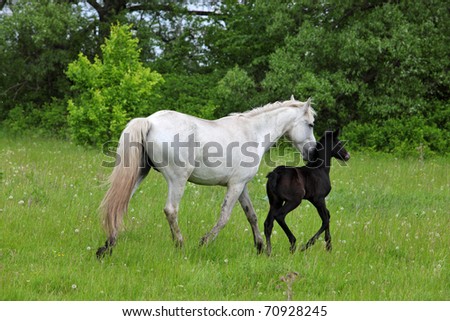 Mare and foal walks in wood glade