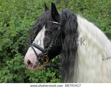 Первый выпуск  Stock-photo-close-up-head-shot-of-a-tinker-pony-ireland-s-cool-dappled-88741417
