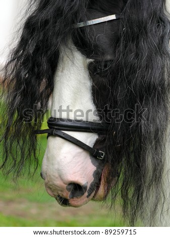 Irish Tinker Pony