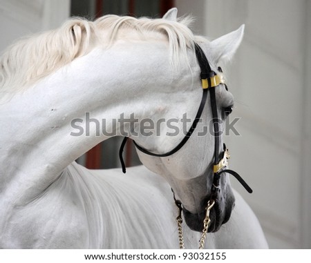 Thoroughbred white horse turned and looked back