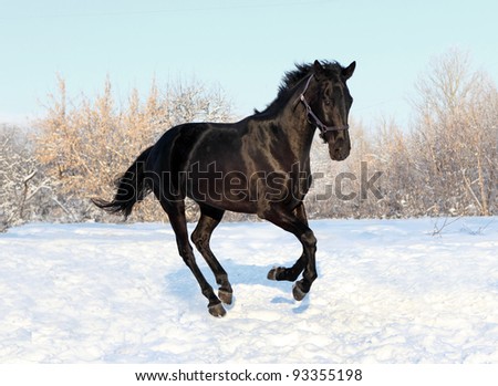 Black horse gallop in winter sunset
