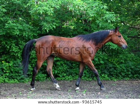 Beautiful horse free in the woods farm