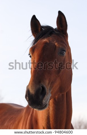 Purebred horse portrait
