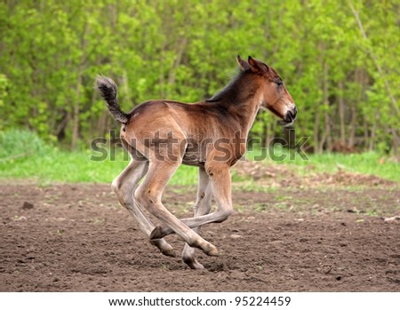 running foal