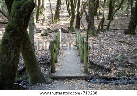 A small bridge lets hikers cross a small stream in a wooded area.