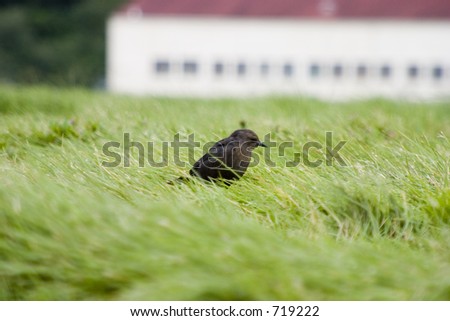 A small bird hunts for bugs in a grass field.