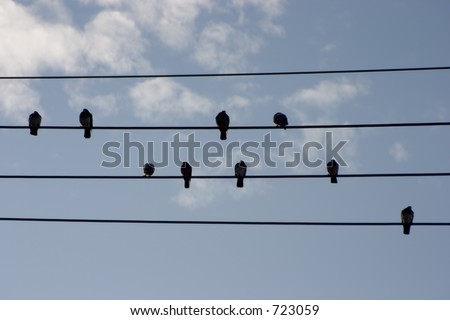 A group of birds sits up in the wires.