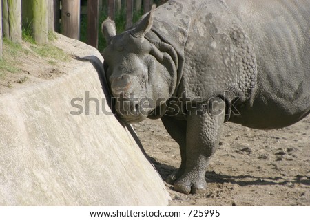 A rhino at the zoo scratches an itch by using the side of its pen.