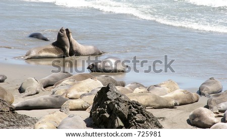 Two seals get up-close and personal.