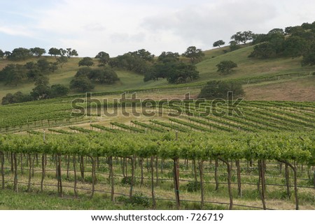 A vineyard in California\'s wine country.