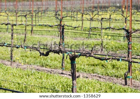 A vineyard in California\'s wine country.