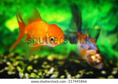 golden fish in a freshwater aquarium