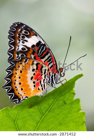 Leopard Lacewing