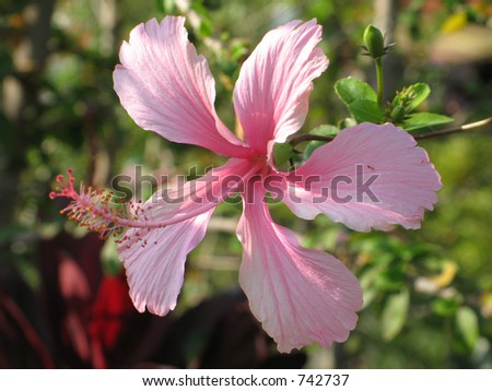 Pink hibiscus flower macro. These are common in tropical regions and specially islands like jamaica.