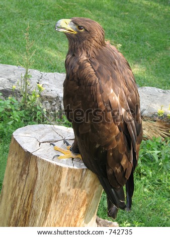 Royal or Golden booted Eagle posing on a tree trunk. These are endangered and are as big as a harpy eagle in adulthood.