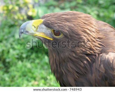 Golden Eagle viewed closeup from the side.  What a proud animal.