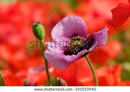 Be Different ! Opium Poppy between Red Poppy Flowers