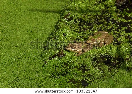 Two European Common Frogs in Swamp