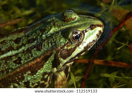 European Common Frog, closeup