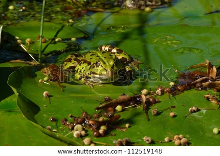 European Common Frog,