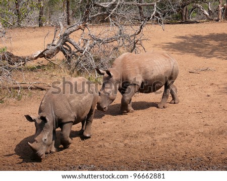 Two Rhinos