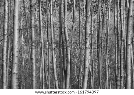 forest, full frame photo of young trees