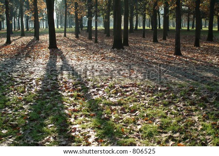 Shadows on green with autumn leaves