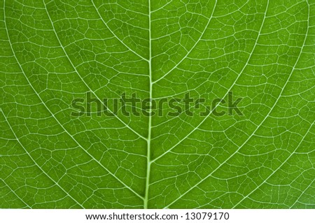leaf - detail