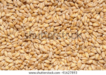 background of wheat grains, full image