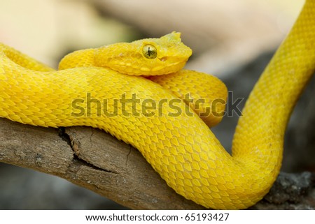 Yellow Eyelash Viper