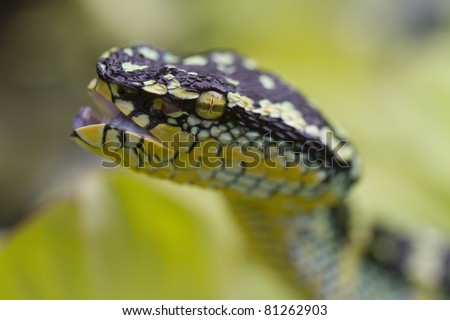 Wagler\'s pit viper, temple viper, temple pit viper, bamboo snake, temple snake, speckled pit viper (Tropidolaemus wagleri) - Temple of the Azure Cloud