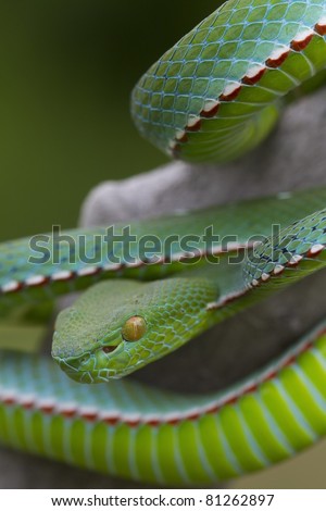 Poisonous Green Snake