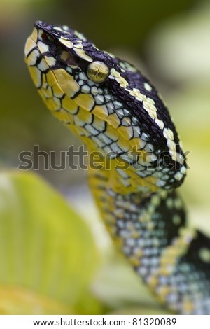 Wagler\'s pit viper, temple viper, temple pit viper, bamboo snake, temple snake, speckled pit viper (Tropidolaemus wagleri) - Temple of the Azure Cloud